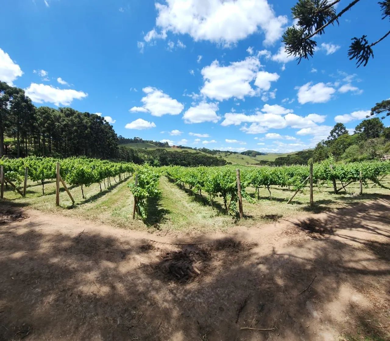 Vinicola Vinhedo Fazenda - Foto 4