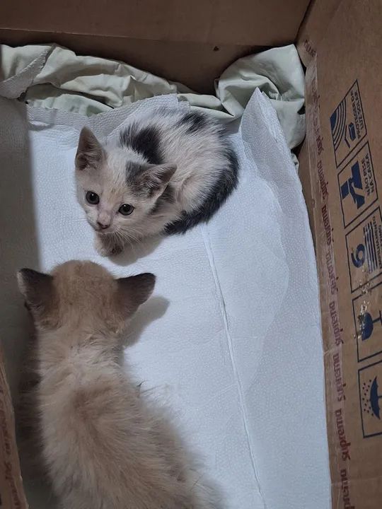 Doa-se filhote de gatinhos - Foto 3