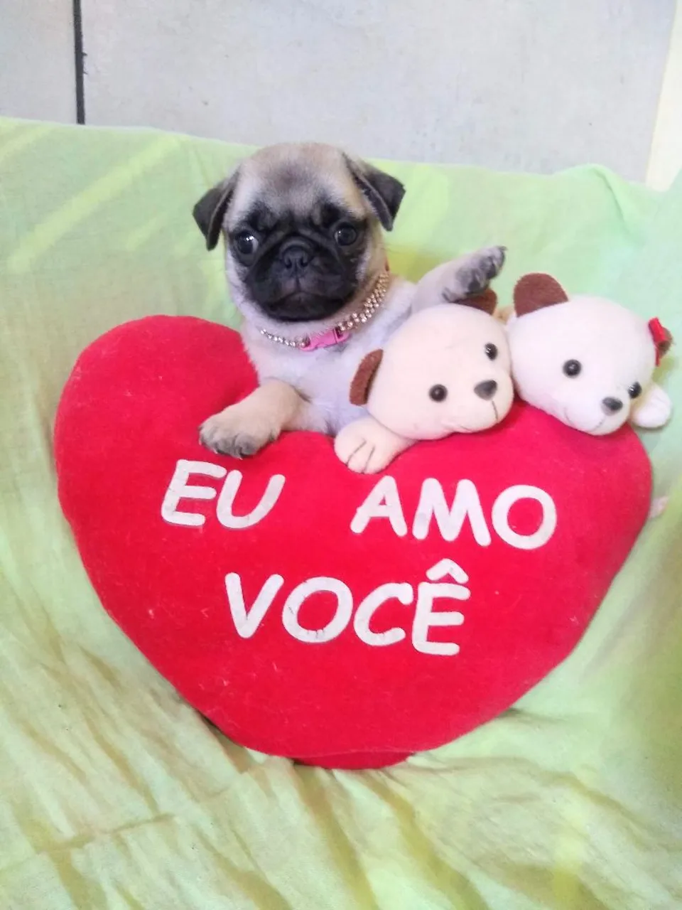 Pug disponível 