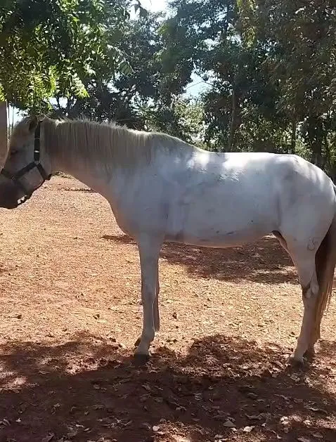 Egua mestiça prenha