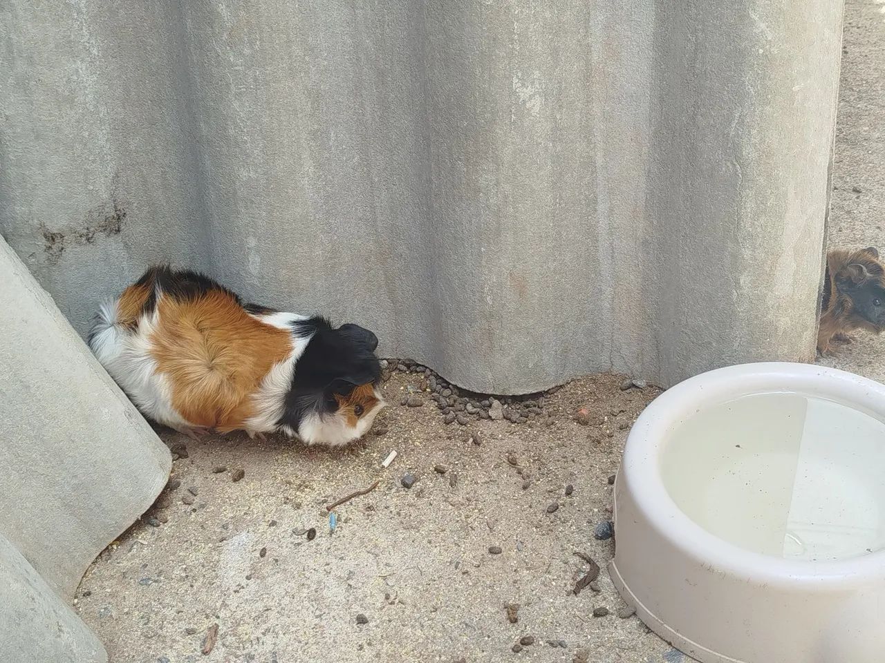 Porquinhos da Índia  - Foto 5