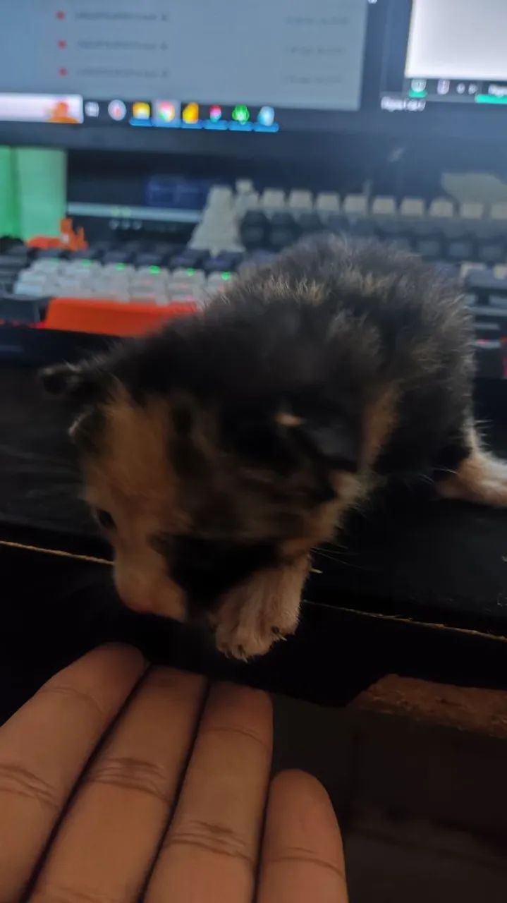 Doação de Gatos - Foto 2