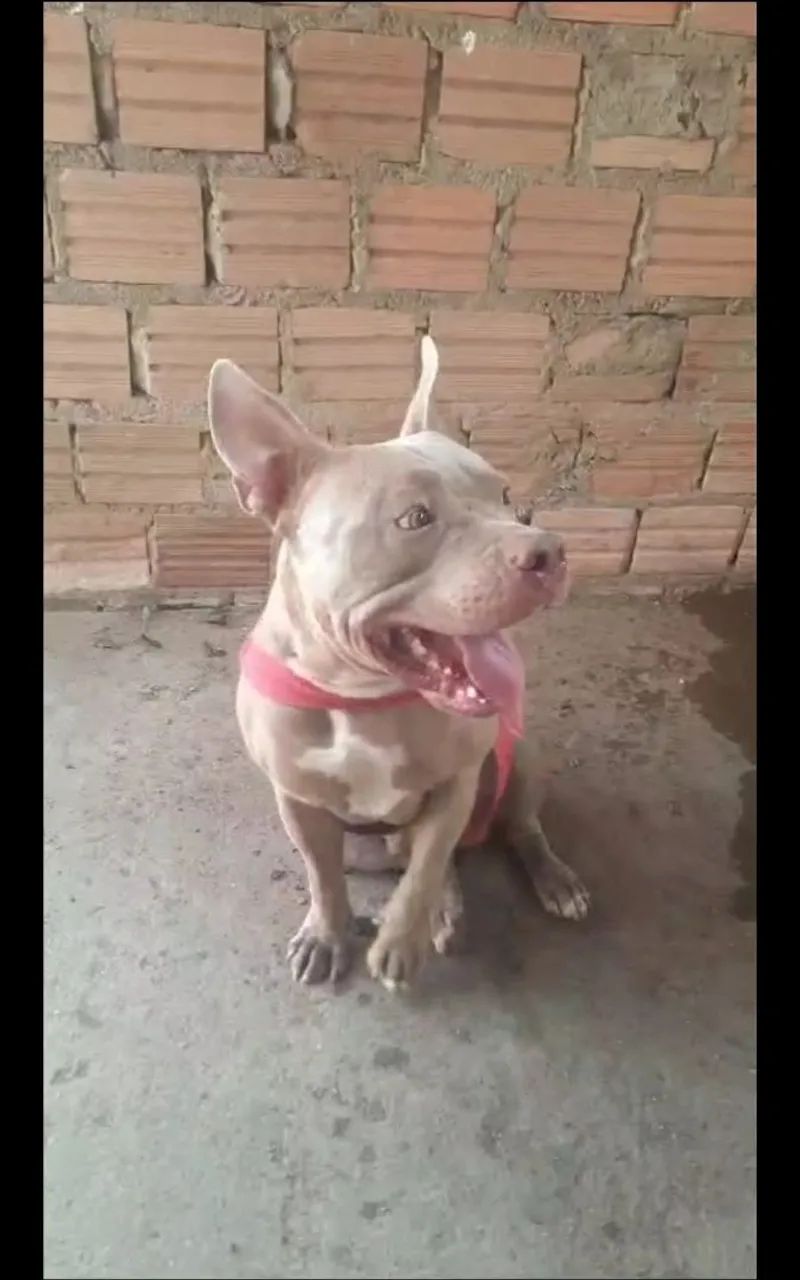 America bully lindo e dócil 600 reais,11 meses - Foto 3