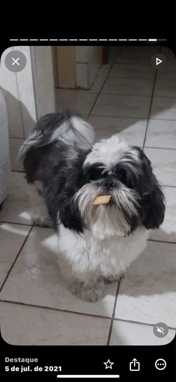 Vendo filhote de shitzu macho  - Foto 2
