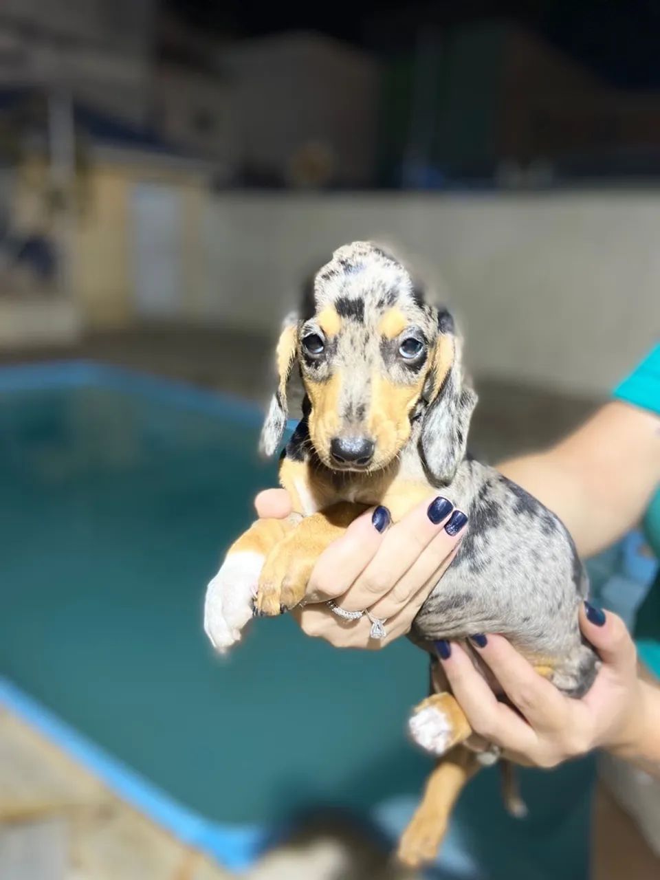 Filhote de Dachshund Arlequim - Uma fofura!
