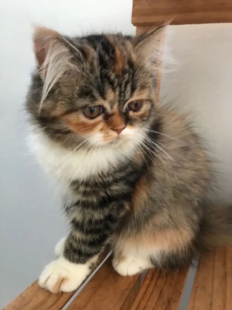 Gatinho Persa  - Foto 4