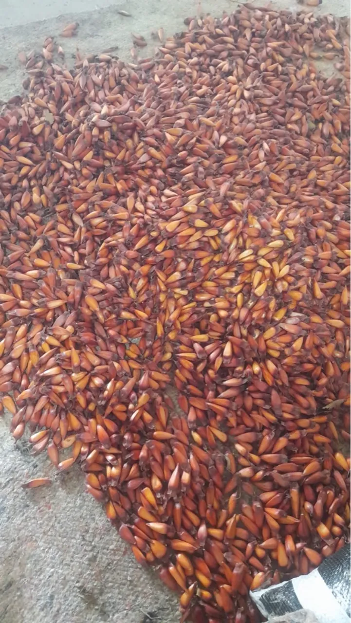 Pinhões para venda