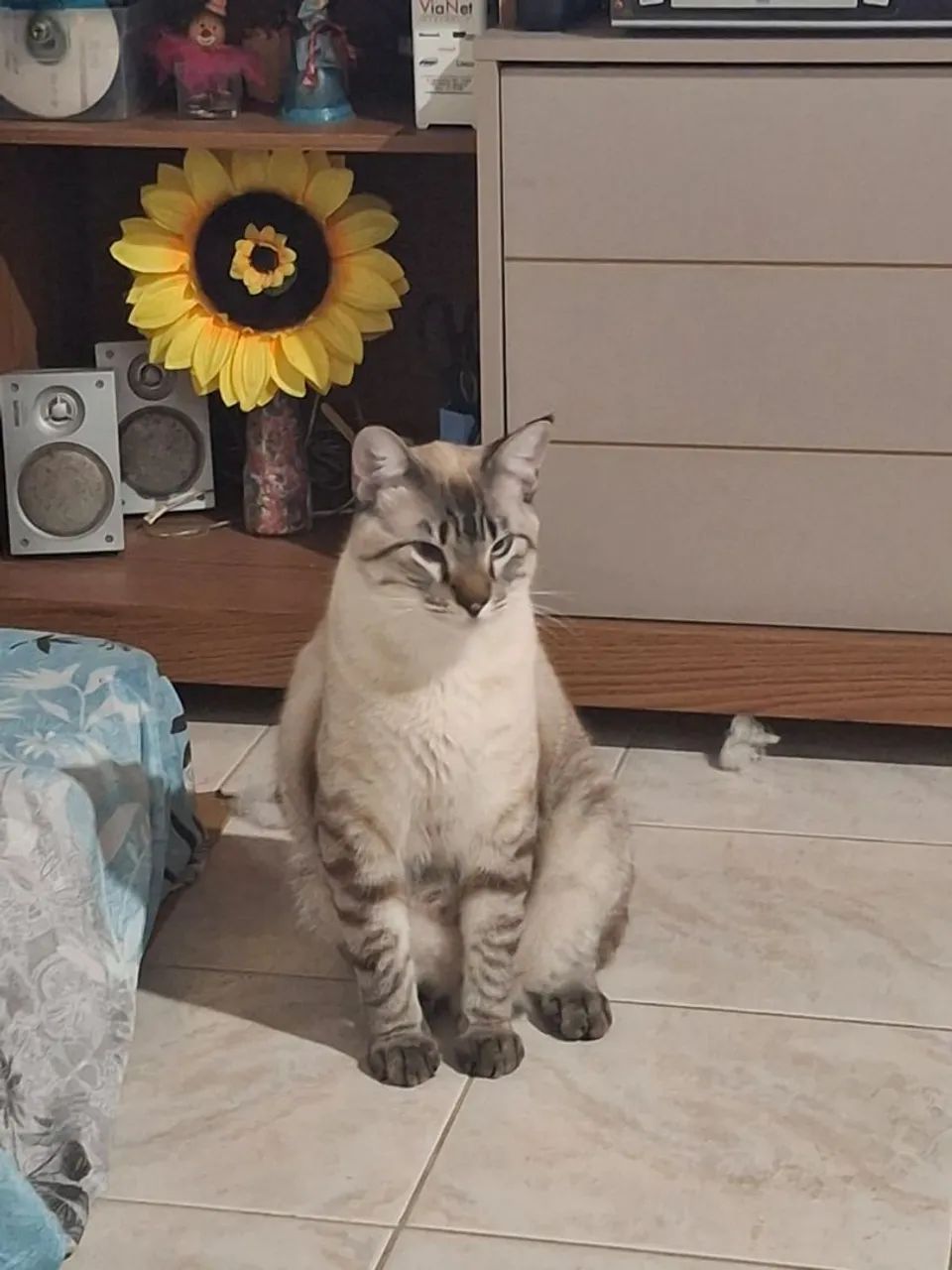 Lindo gatinho Siamês já castrado para doações 