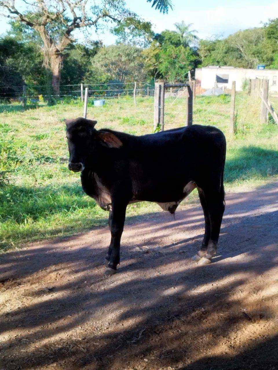 Bezerros Girolanda. - Foto 2
