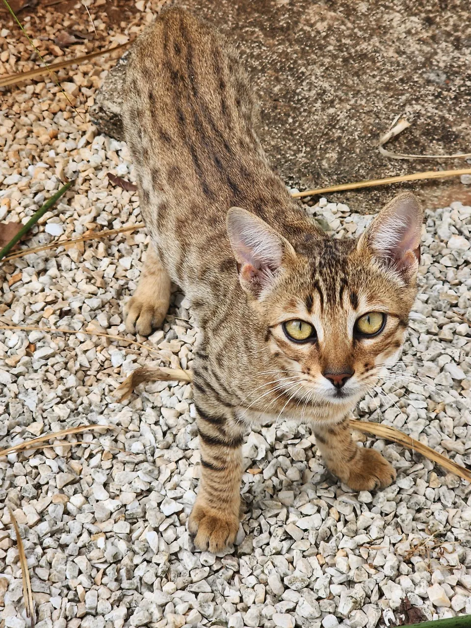 Gato Bengal filhote