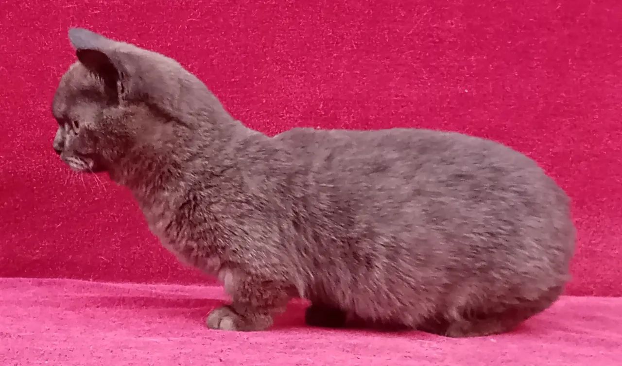 Gato Munchkin, Gato Anão, Mini Gato, Gato Rebaixado, Perna curta - Foto 4
