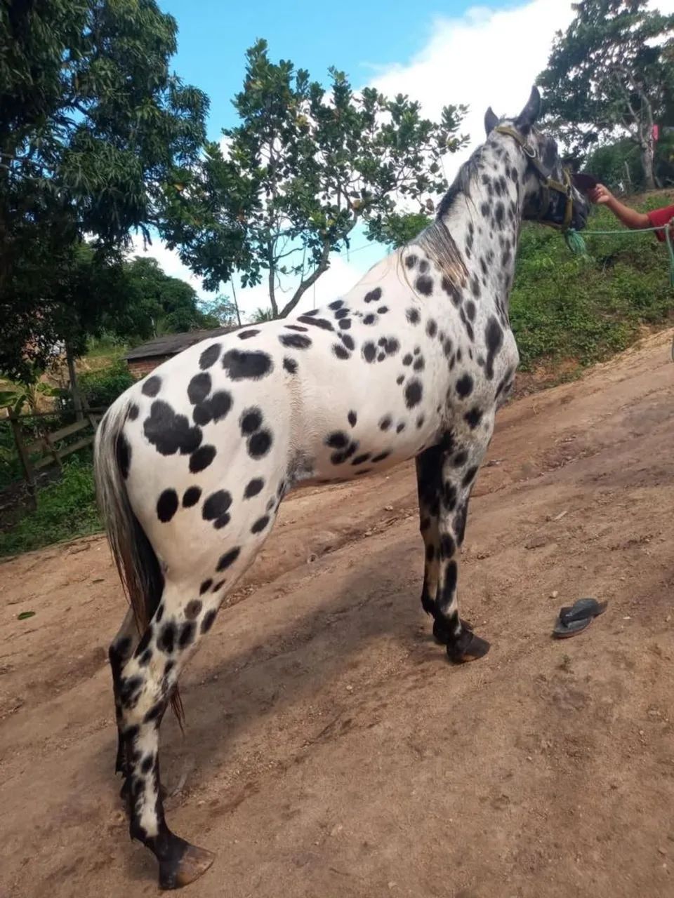 Potro Appaloosa 