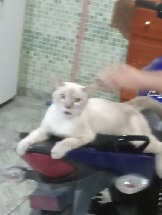 Gatinha fêmea para adoção  - Foto 2