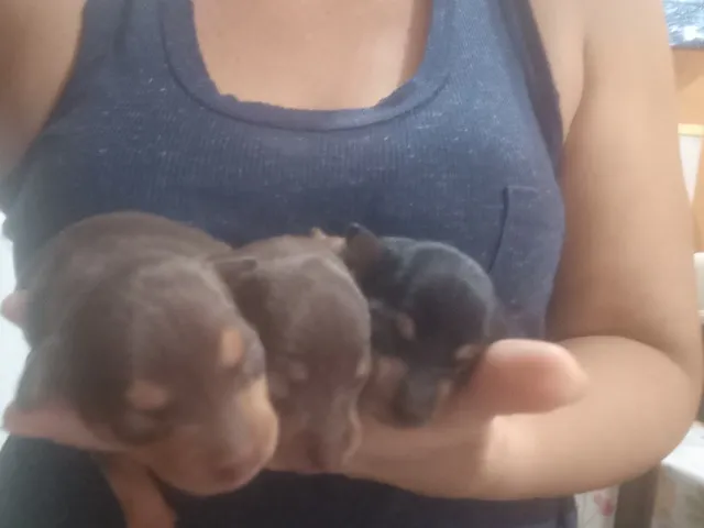 Cachorro pinscher