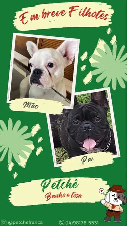 Filhotes Bulldog Francês - Lindos e Brincalhões