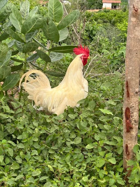 galo legorne raça pura (poedeira bege )