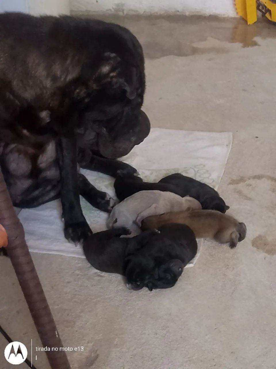 Filhotes de Shar Pei - Foto 4