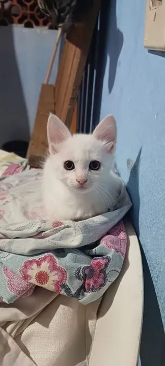 Gatinha branca fofinha para adoção - Foto 2