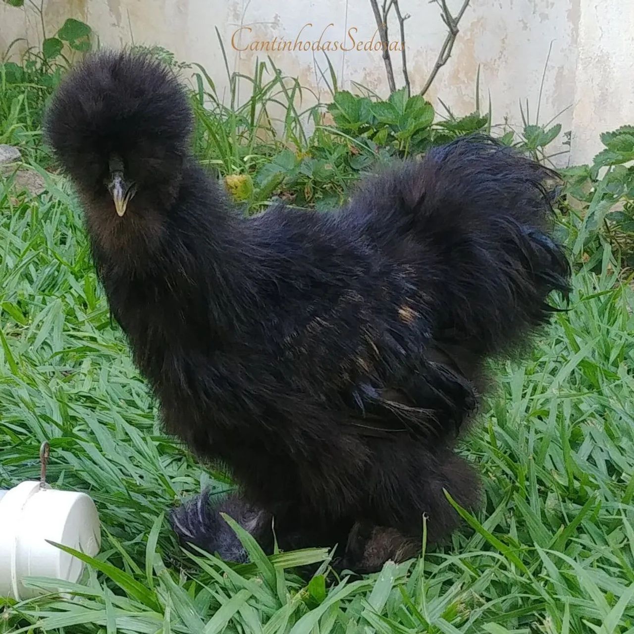 Galos da raça Sedosa - Foto 5