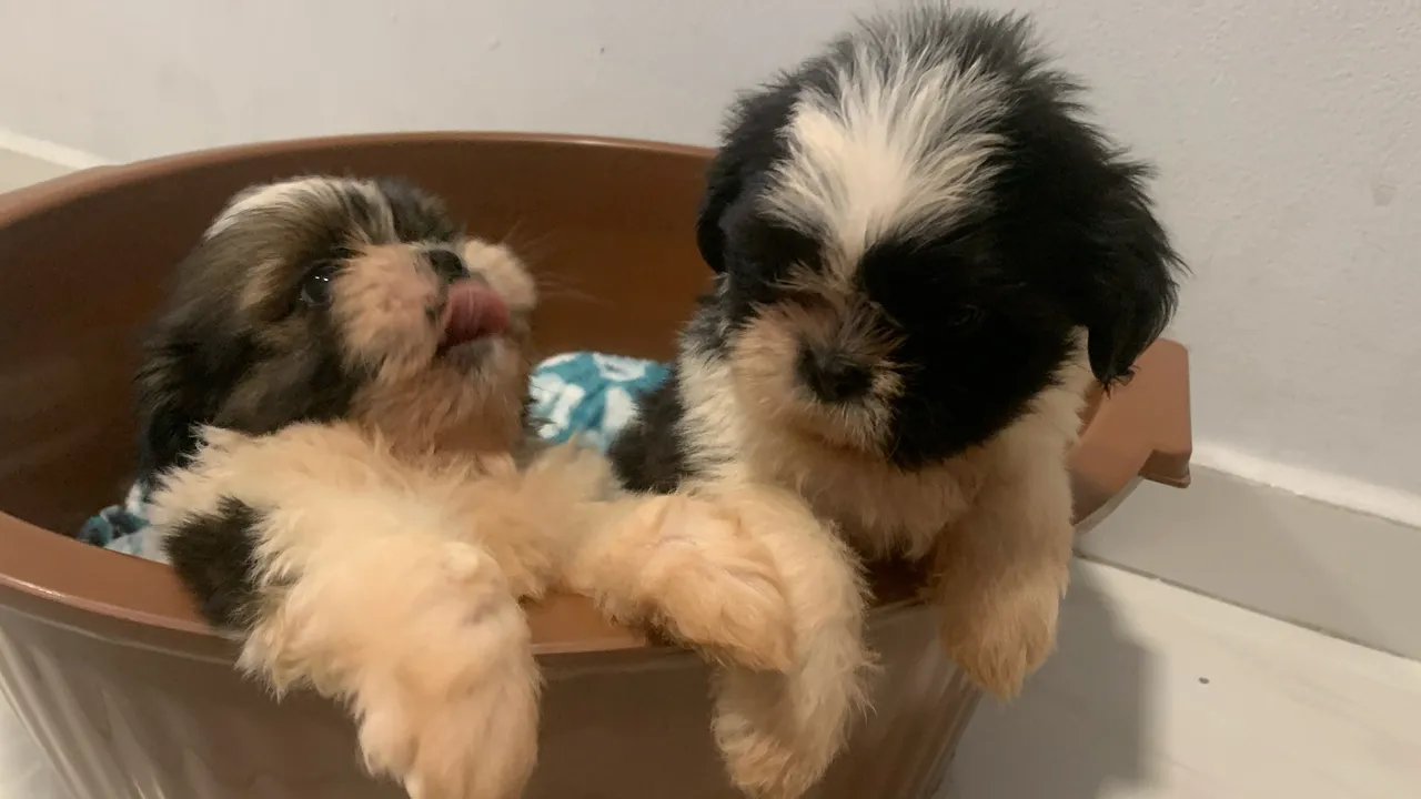 Filhotes de Shih Tzu
