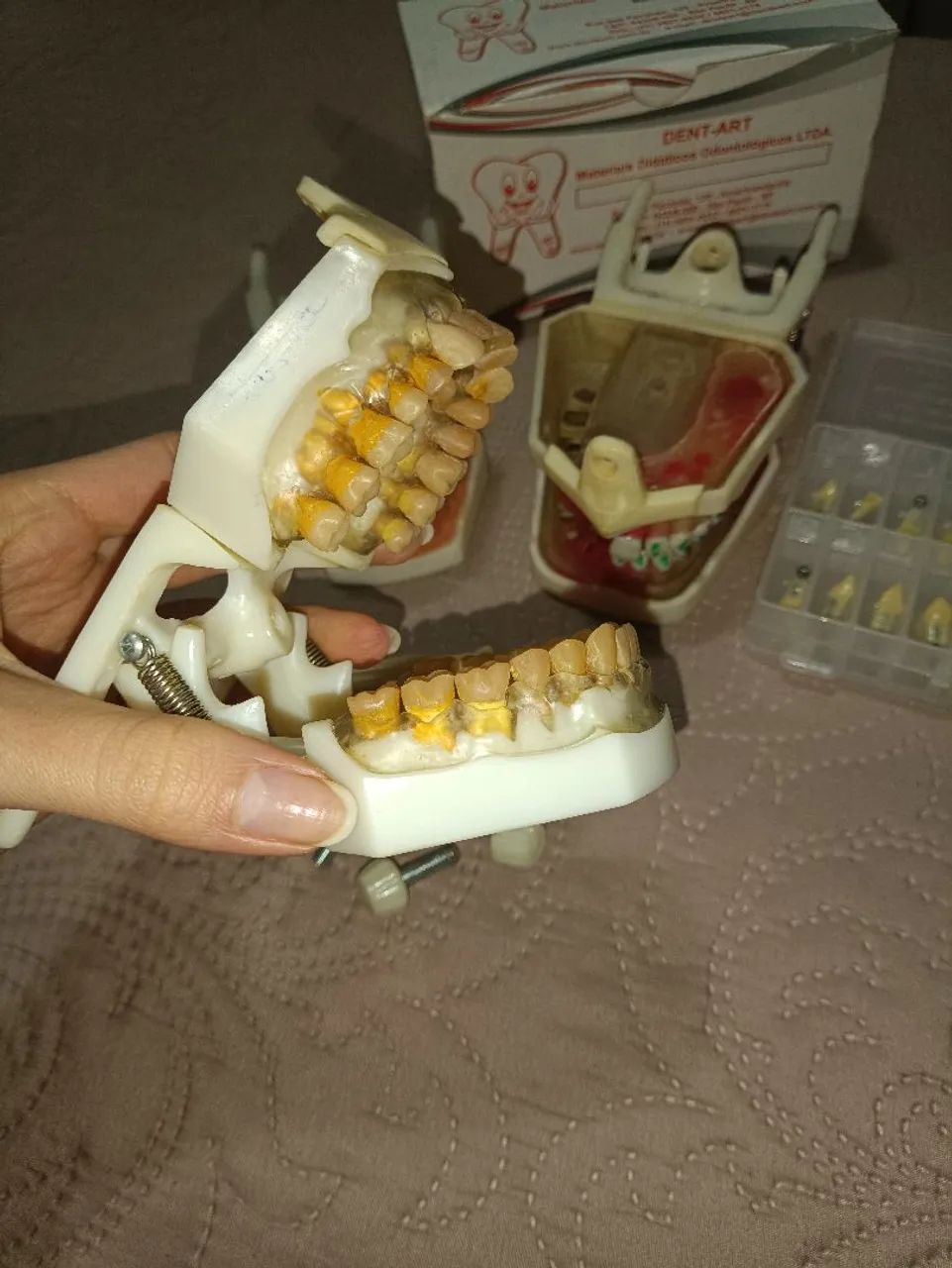 Manequins odontológicos DentArt - Perio, Endo e Dentística/fixa + kit dentes DentArt - Foto 2
