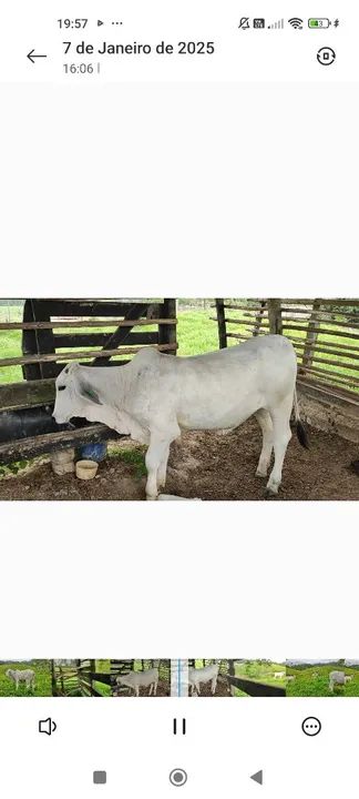 Vendo 5 novilhas Brahman  - Foto 3