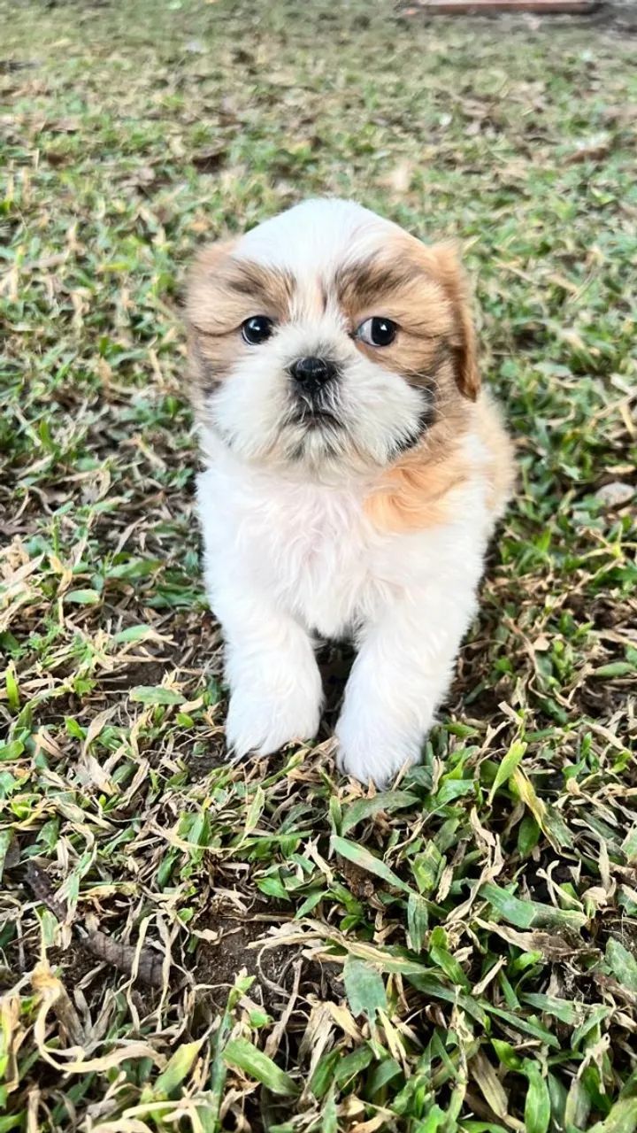 Companheiros ideais para quem ama animais - Foto 2