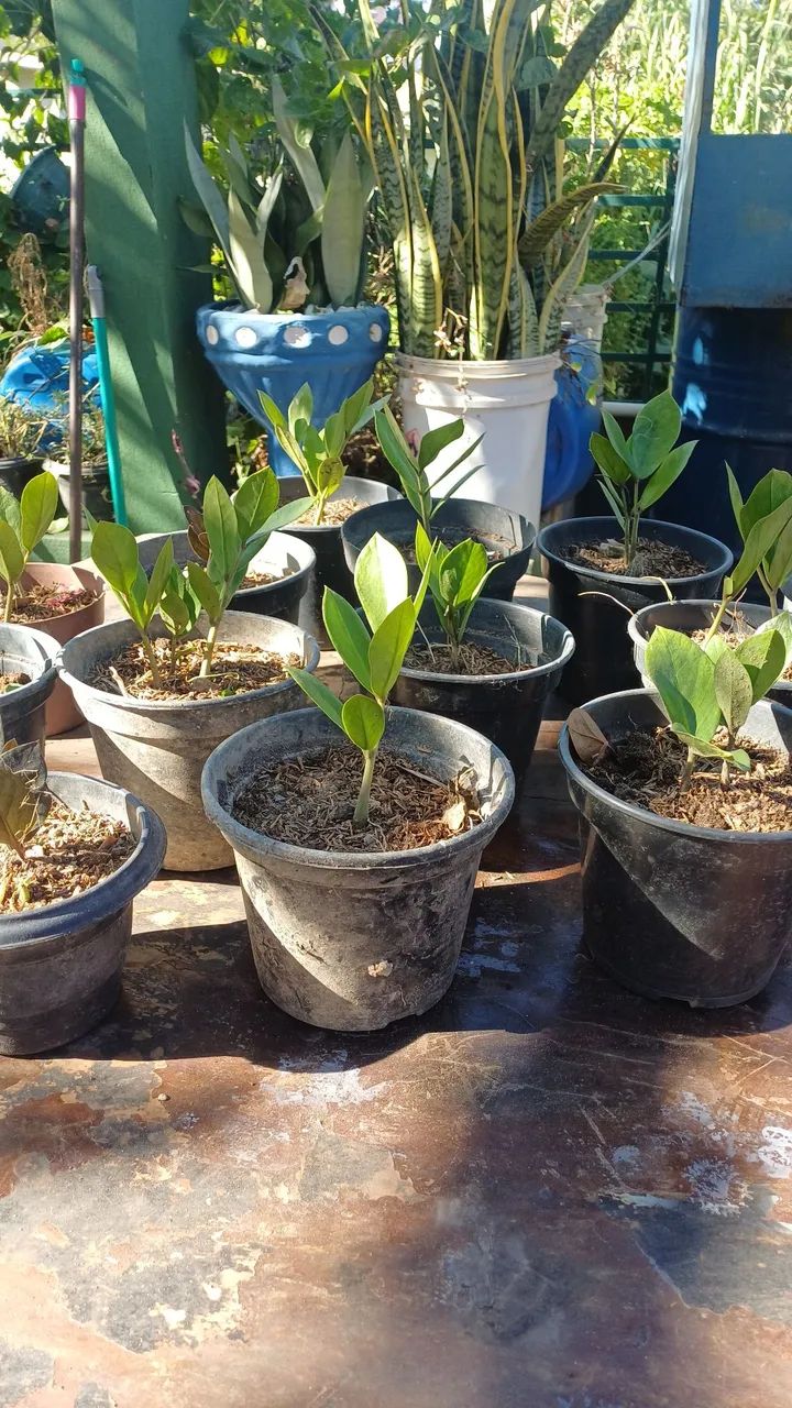 Mudas da Planta Zamioculca - Foto 4