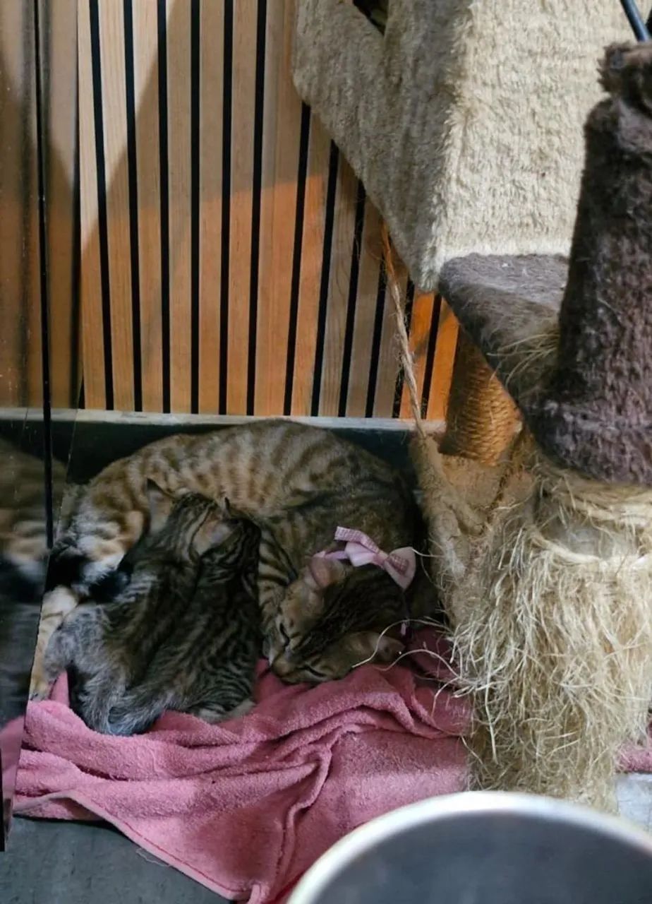 Bengal 