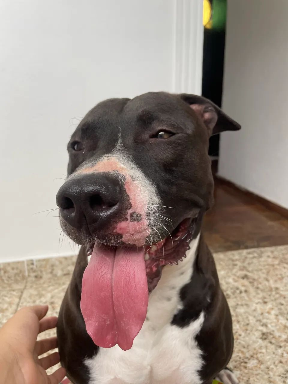 Pitbull para doação  - Foto 2