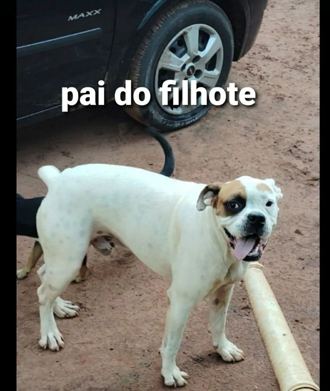 Macho de boxer legítimo - Foto 5