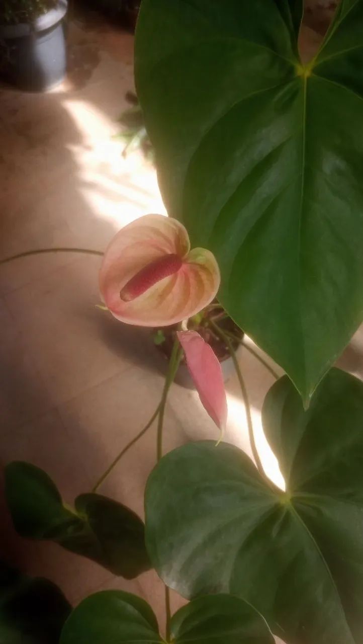 Anthurium andreanum pink