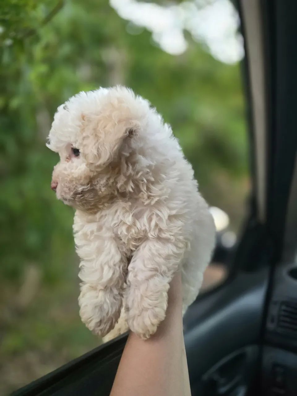 Poodle machos  - Foto 3