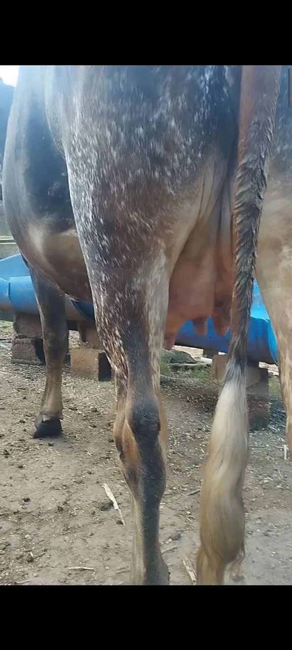 Vaca girolanda  - Foto 6