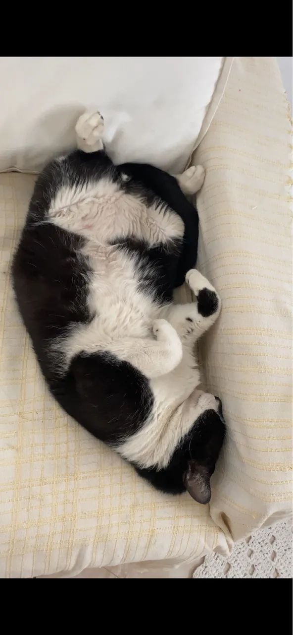 Doação de gatinho  - Foto 4