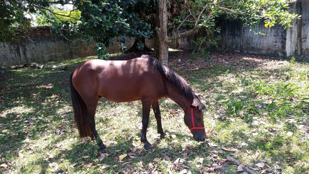 Animal  - Foto 2