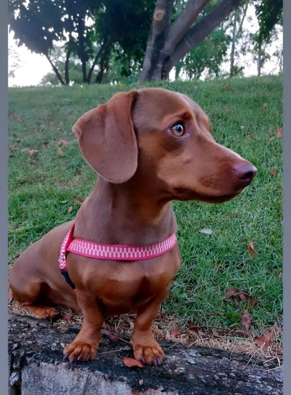 Vendo macho padreador  - Foto 2