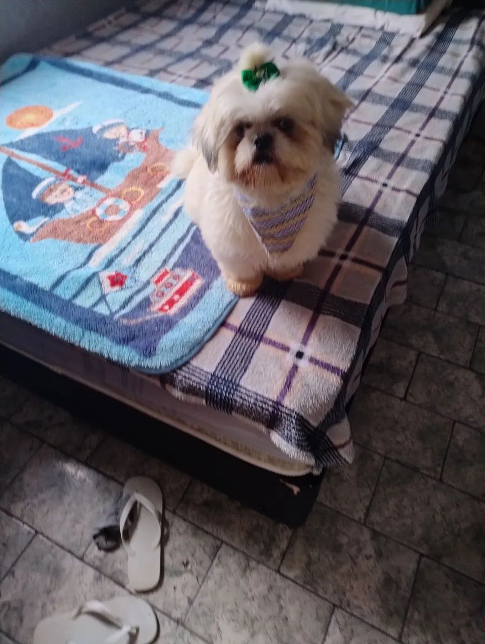 Shitzu Branco  - Foto 3