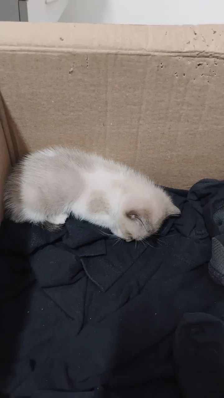 Gatinho lindo (Macho) - Foto 3