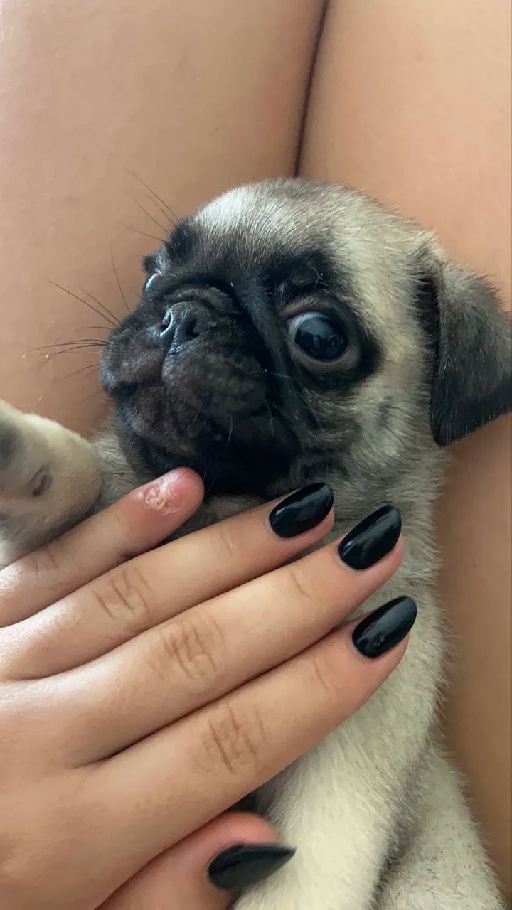 Filhote de pug - Foto 5