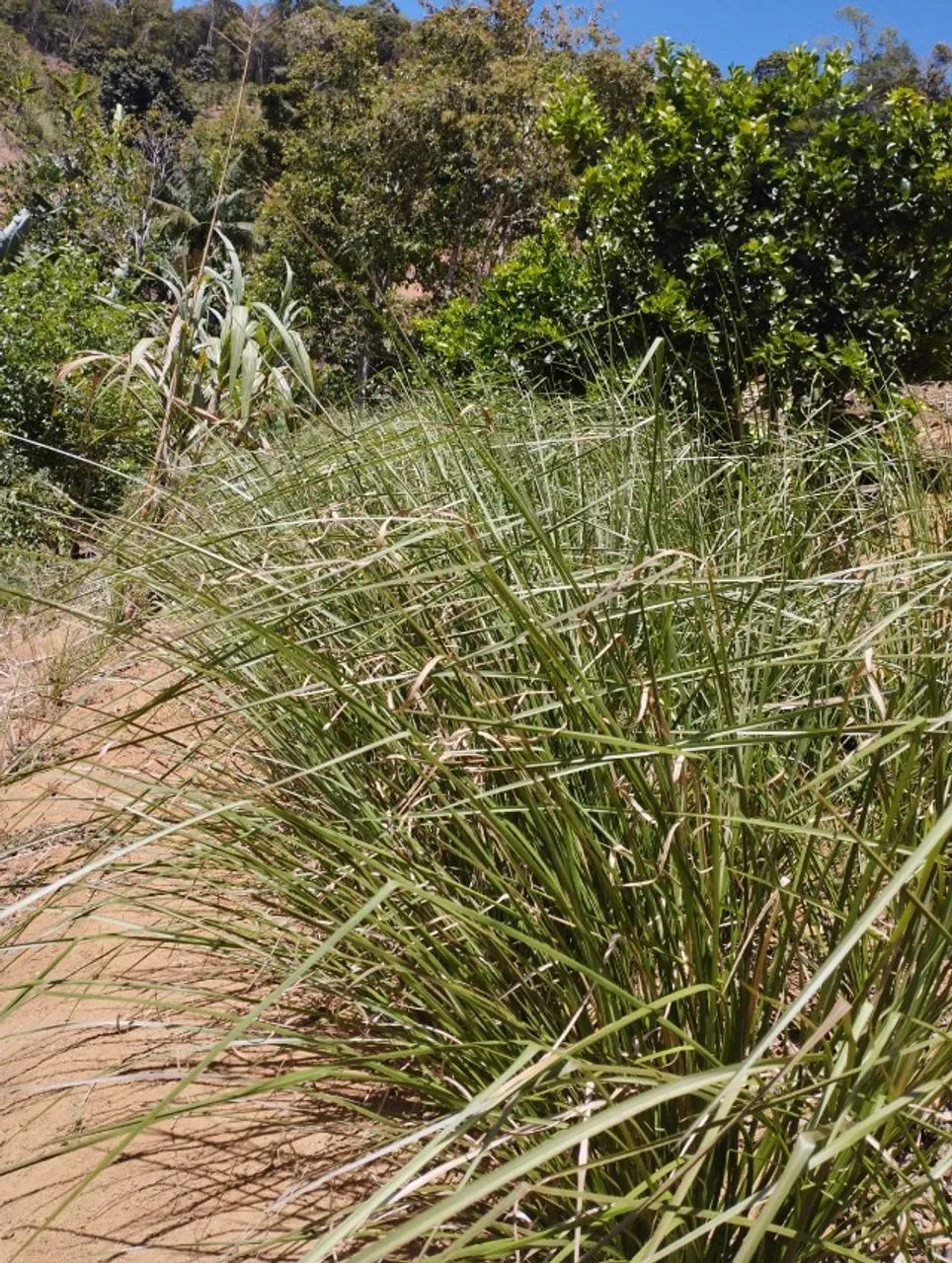 Mudas de vetiver  - Foto 5