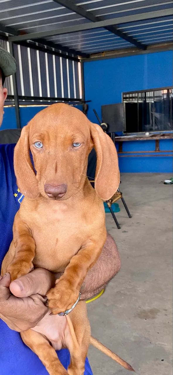 Cachorro  - Foto 2