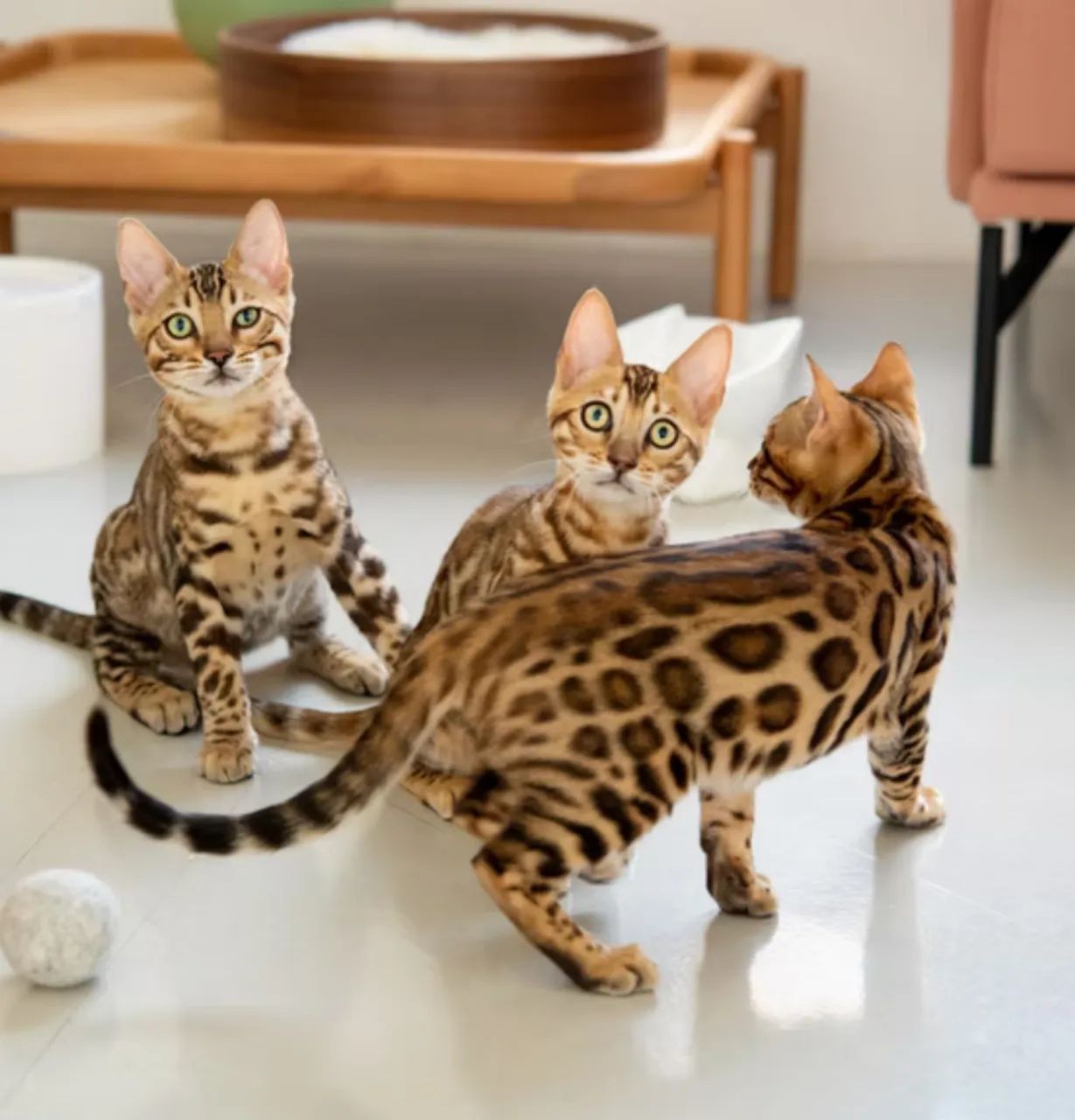 Bengal - Foto 2