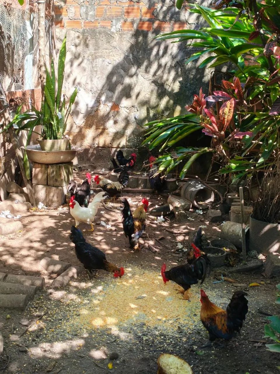 Galos garnisé  - Foto 6