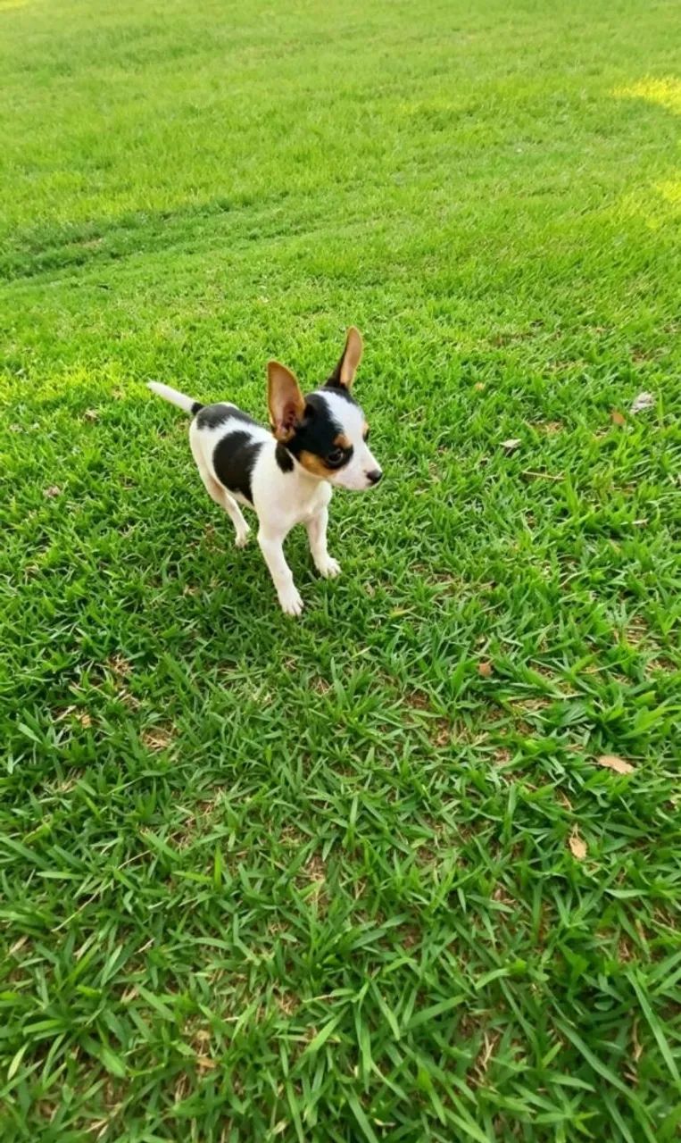 Pinscher  - Foto 2
