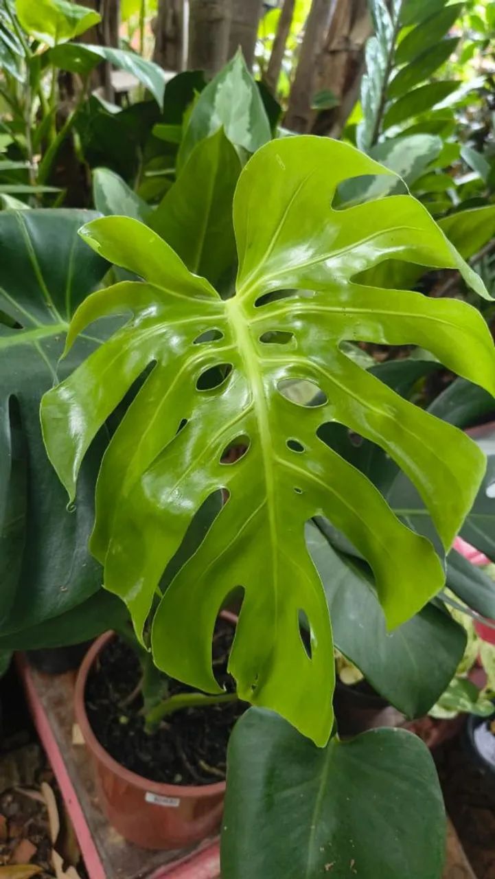 Plantas Adaptadas e substrato Premium  - Foto 2