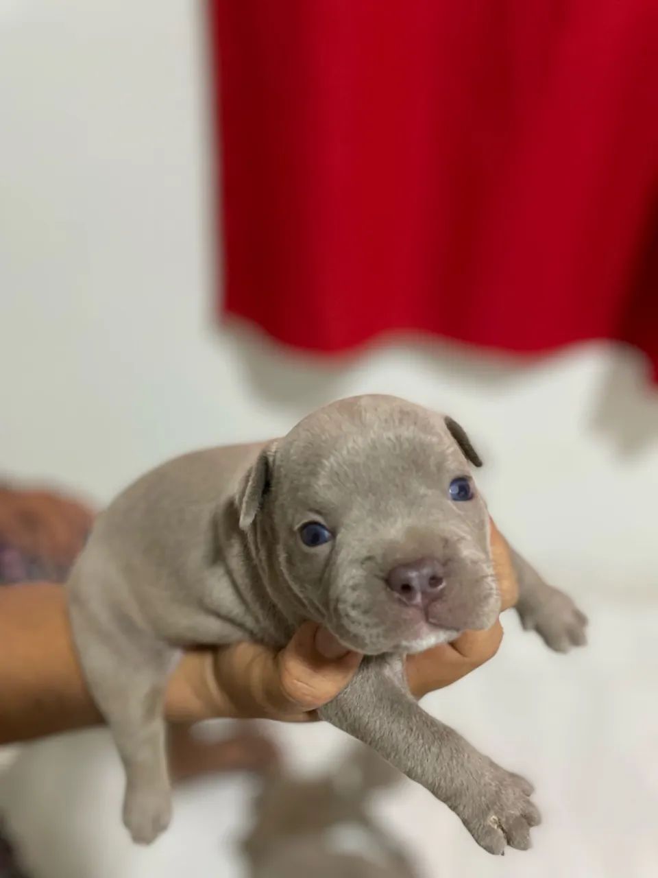 FILHOTES AMERICAN BULLY
