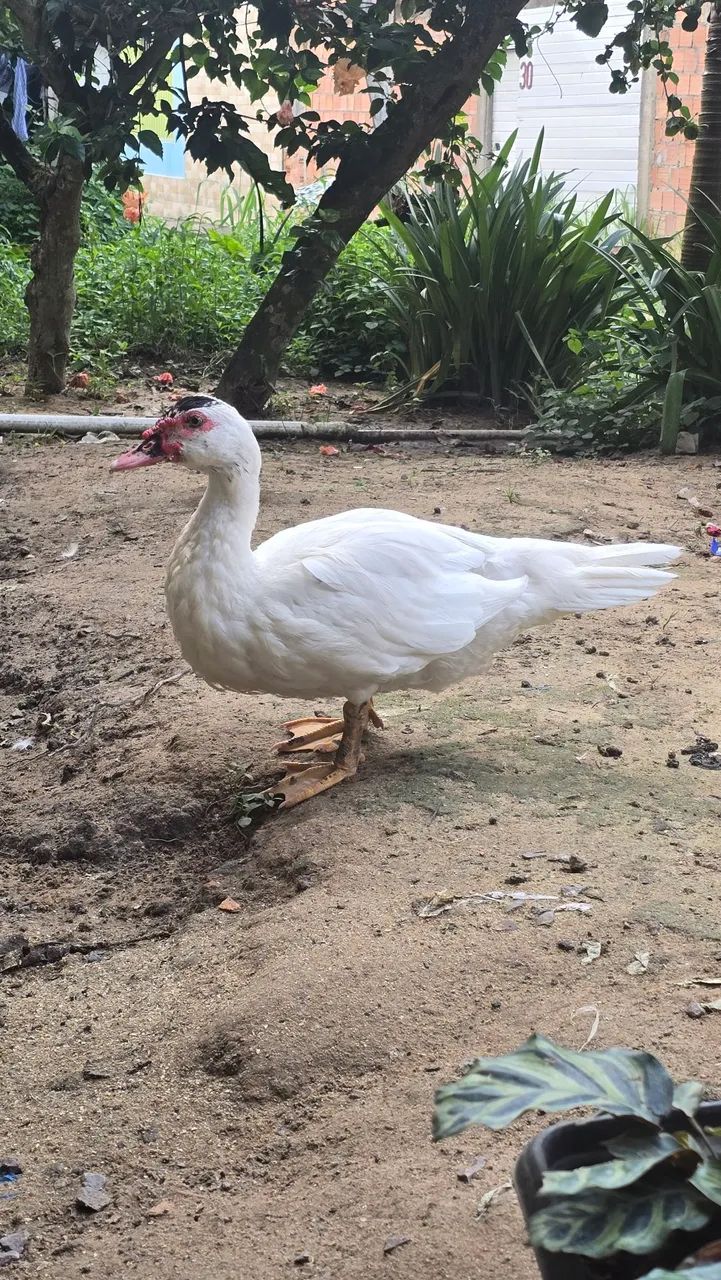 Pato 
