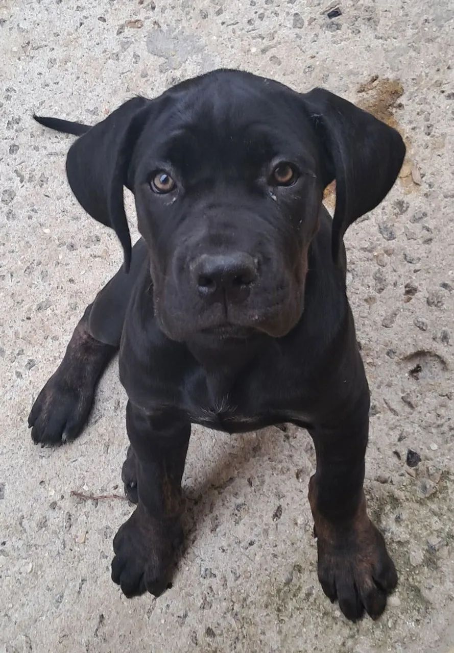 Cane corso filhotes