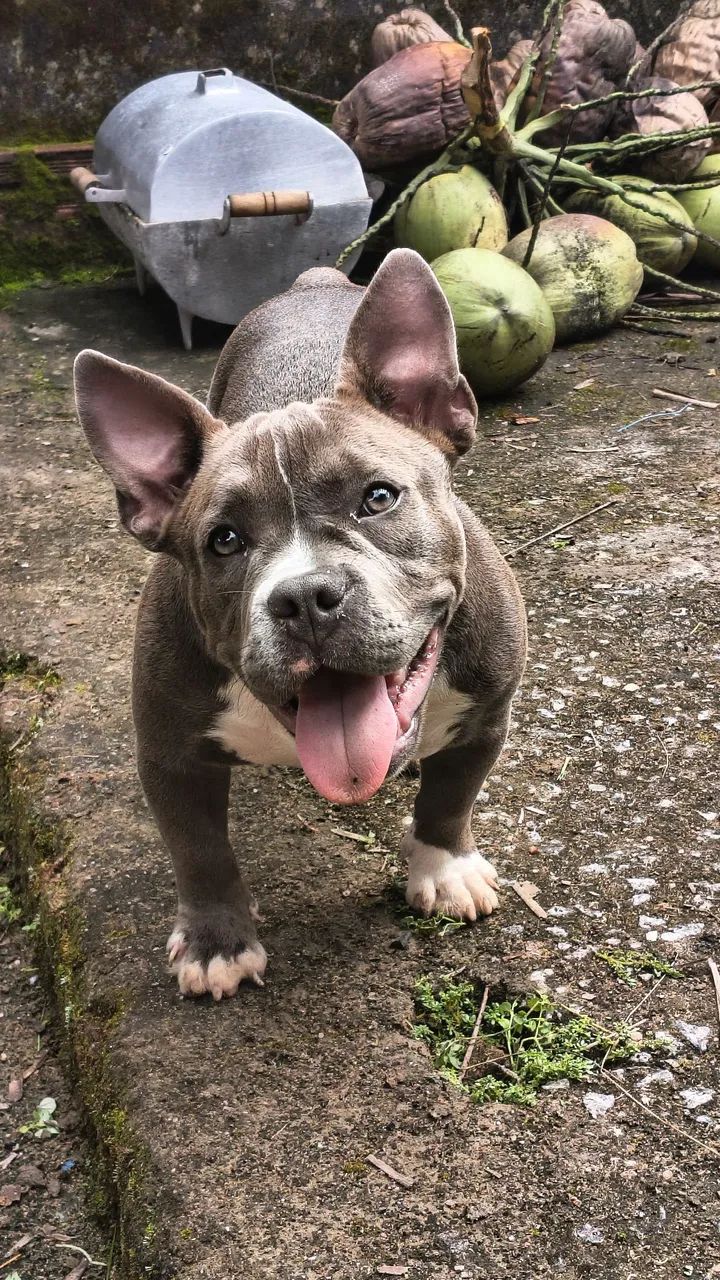 American Bully Micro - Foto 3